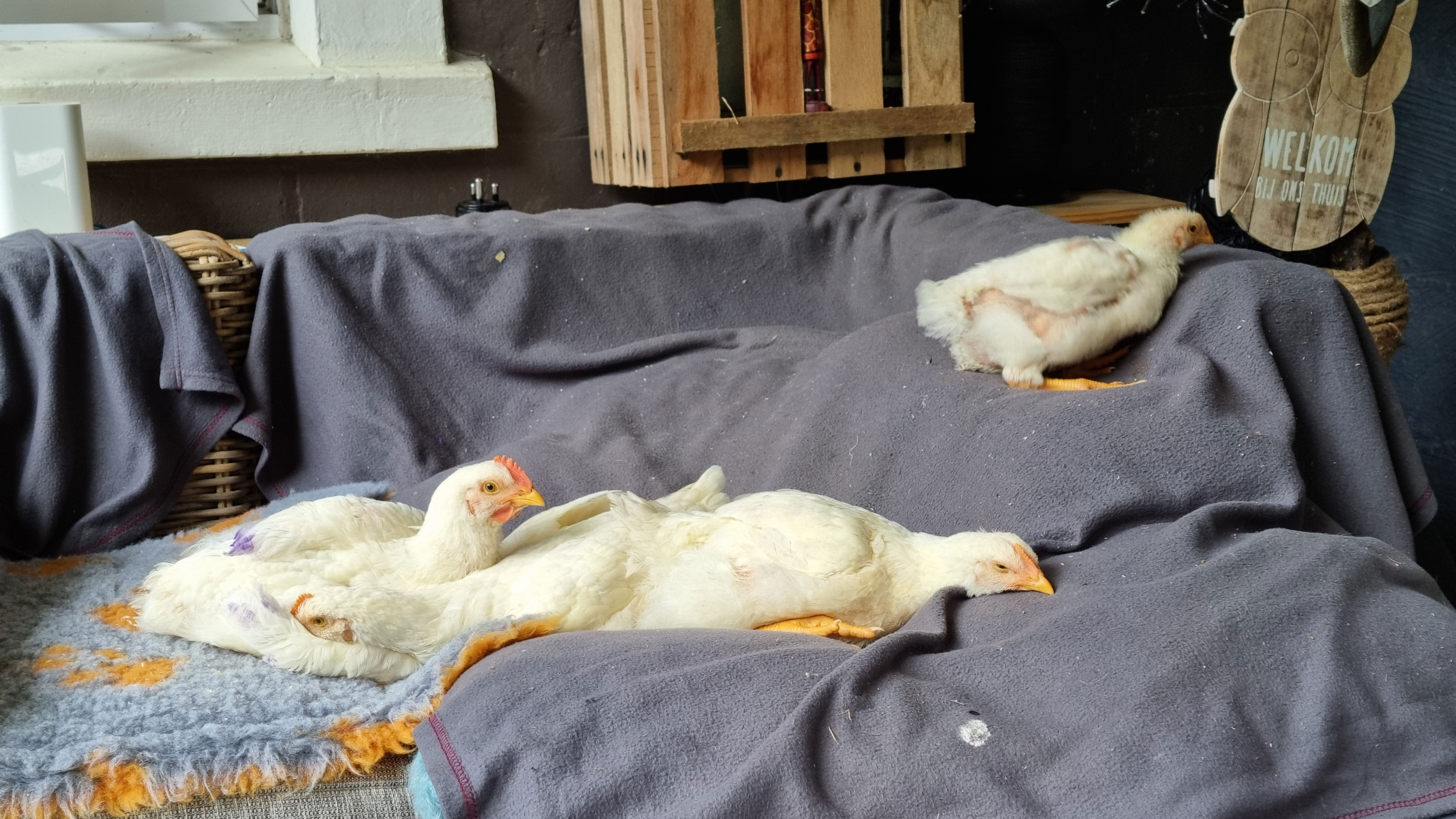 Update Sven Tamara Dieren