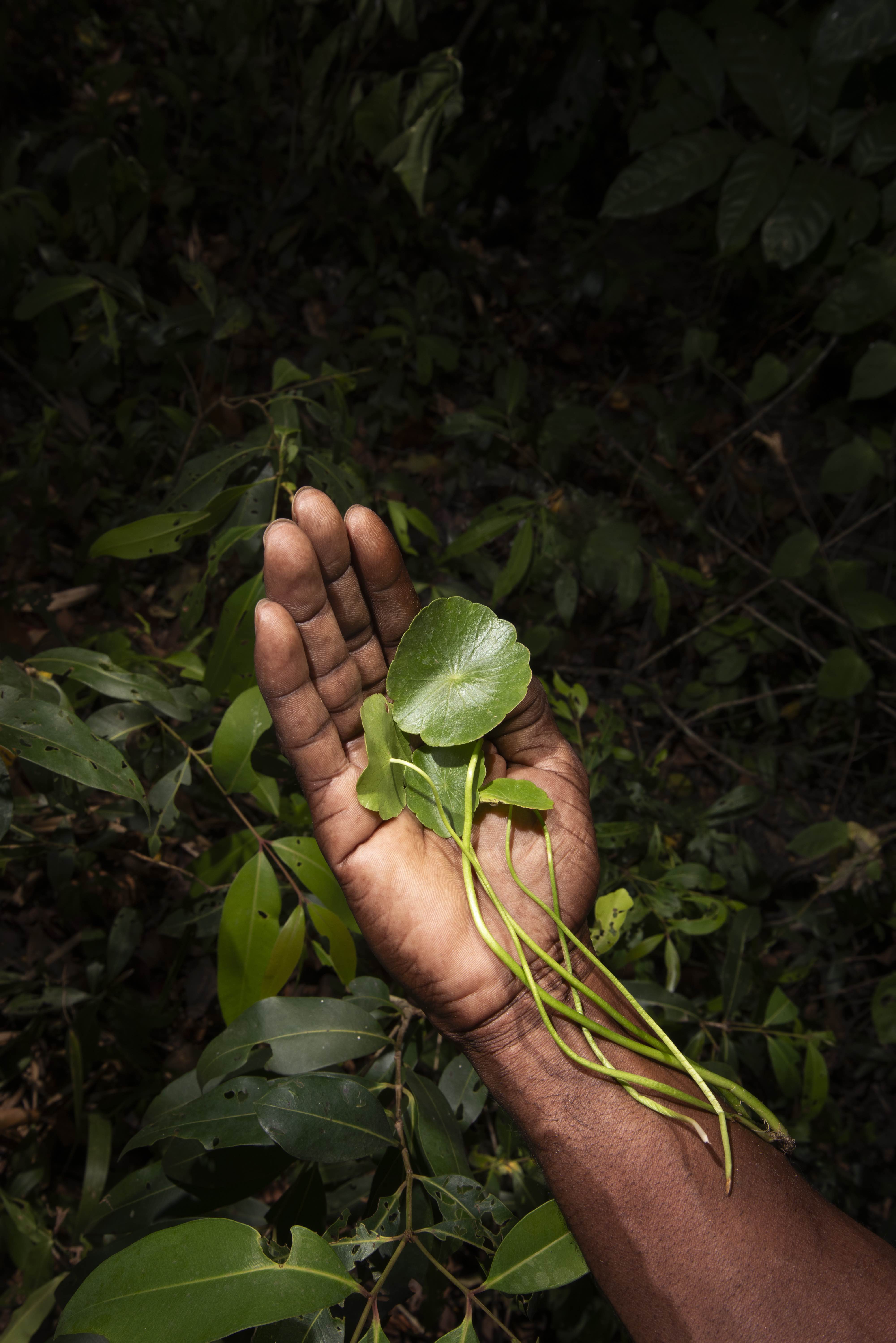 Waternavel, Fourteen Leaves and a Cup of Water, 2024