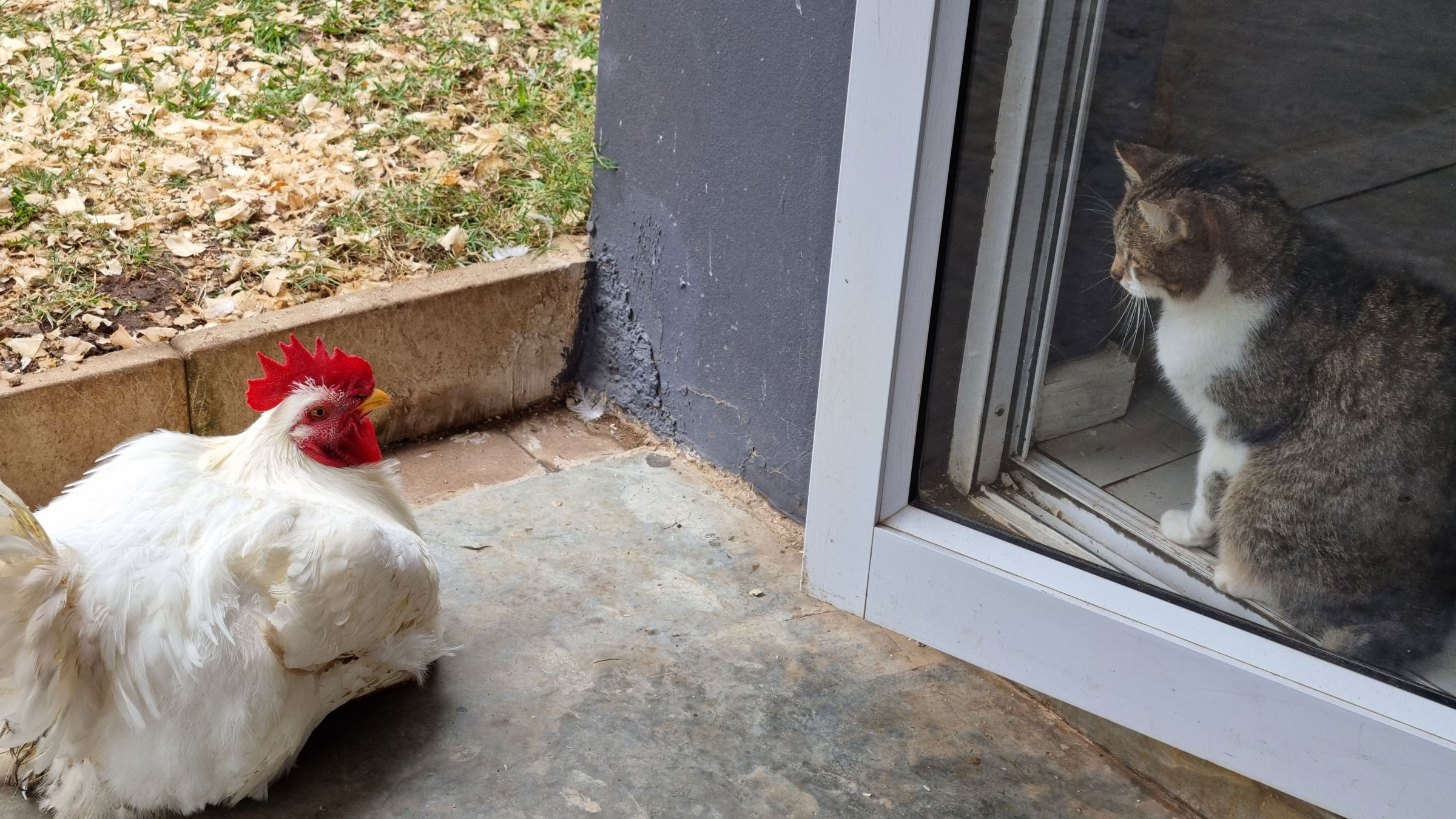 Update Sven Tamara Kip Poes