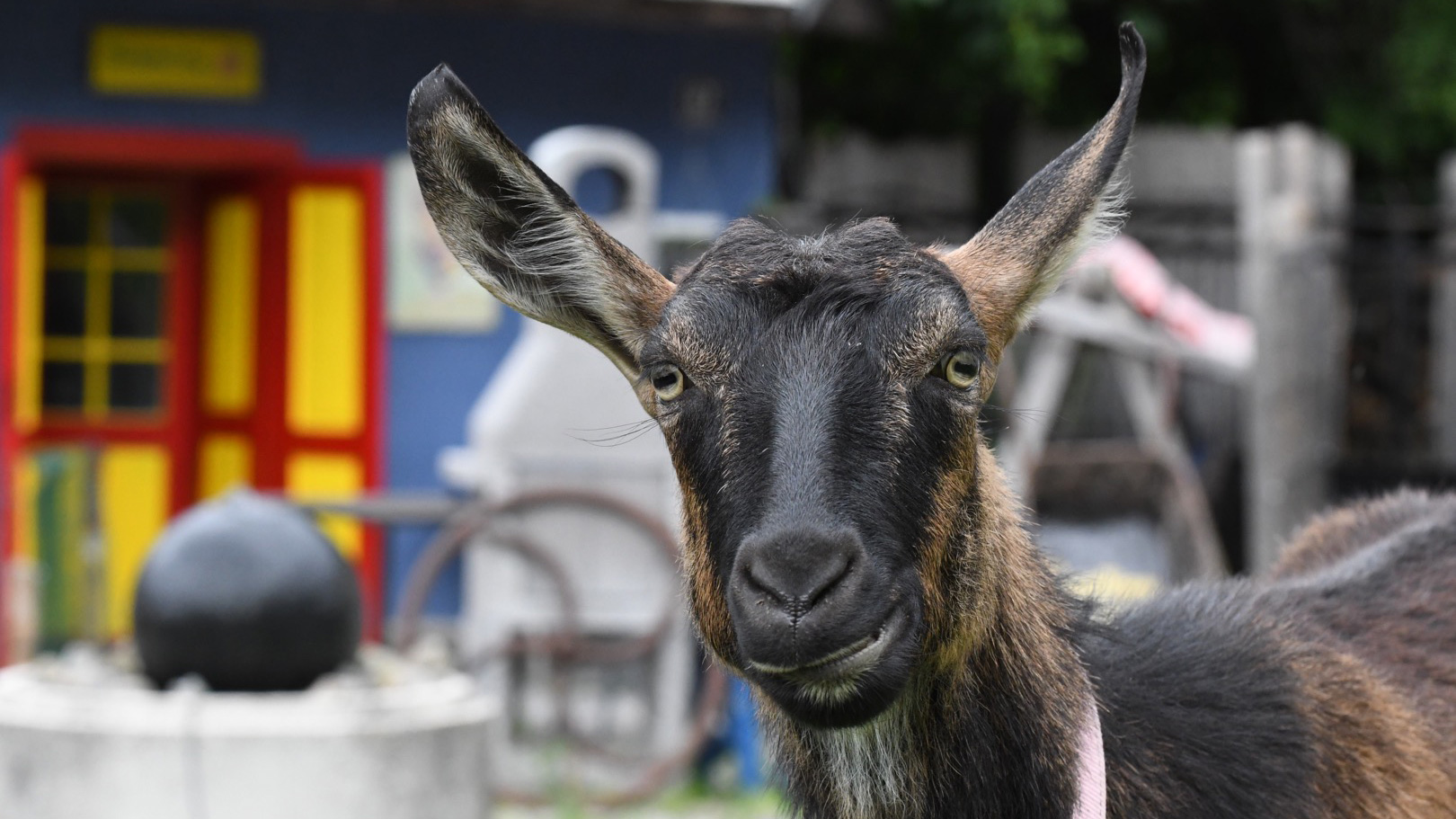 Geit bij Mark en Margo in Slowakije