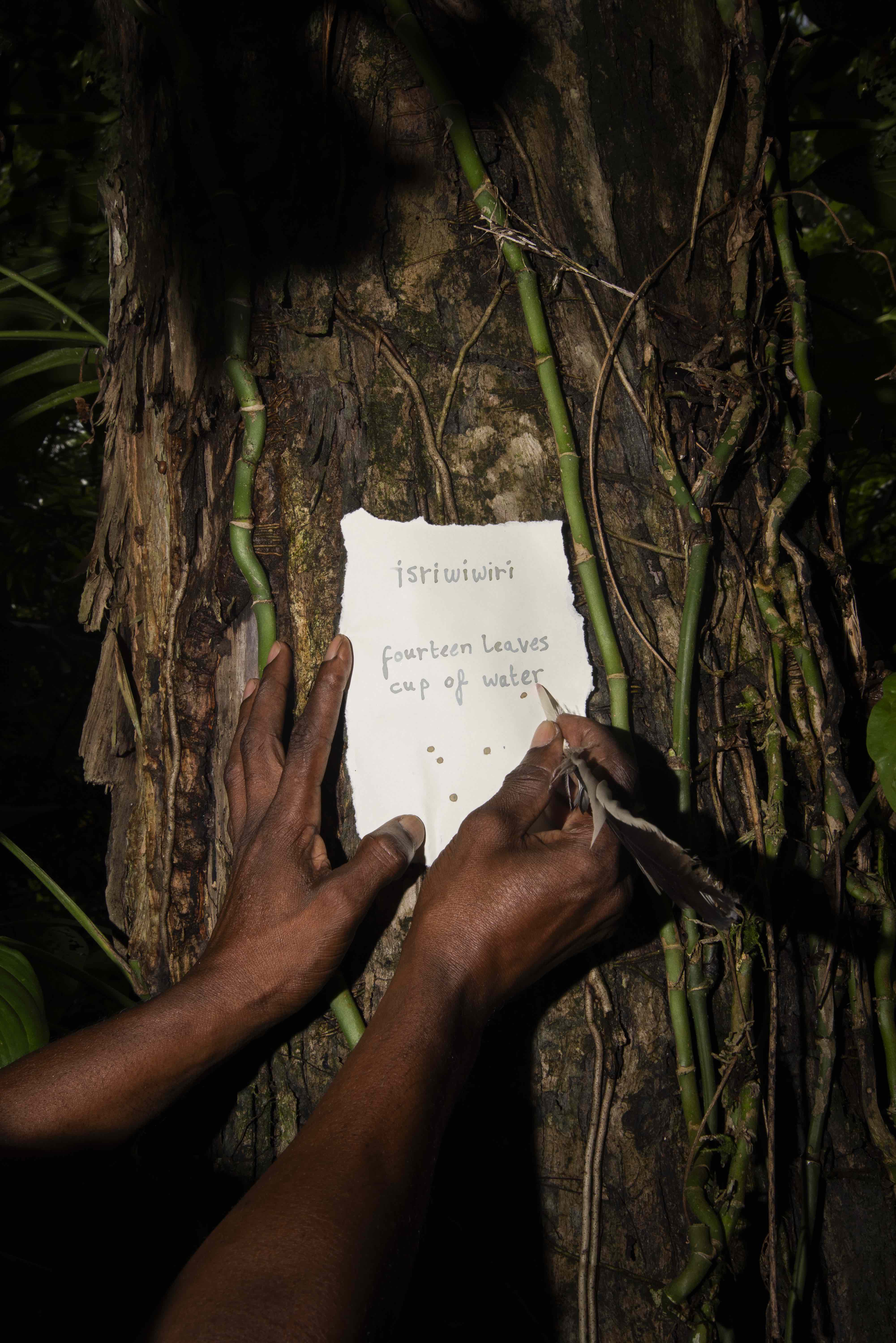 Blaka Masusa & Isriwiwiri, Fourteen Leaves and a Cup of Water, 2024
