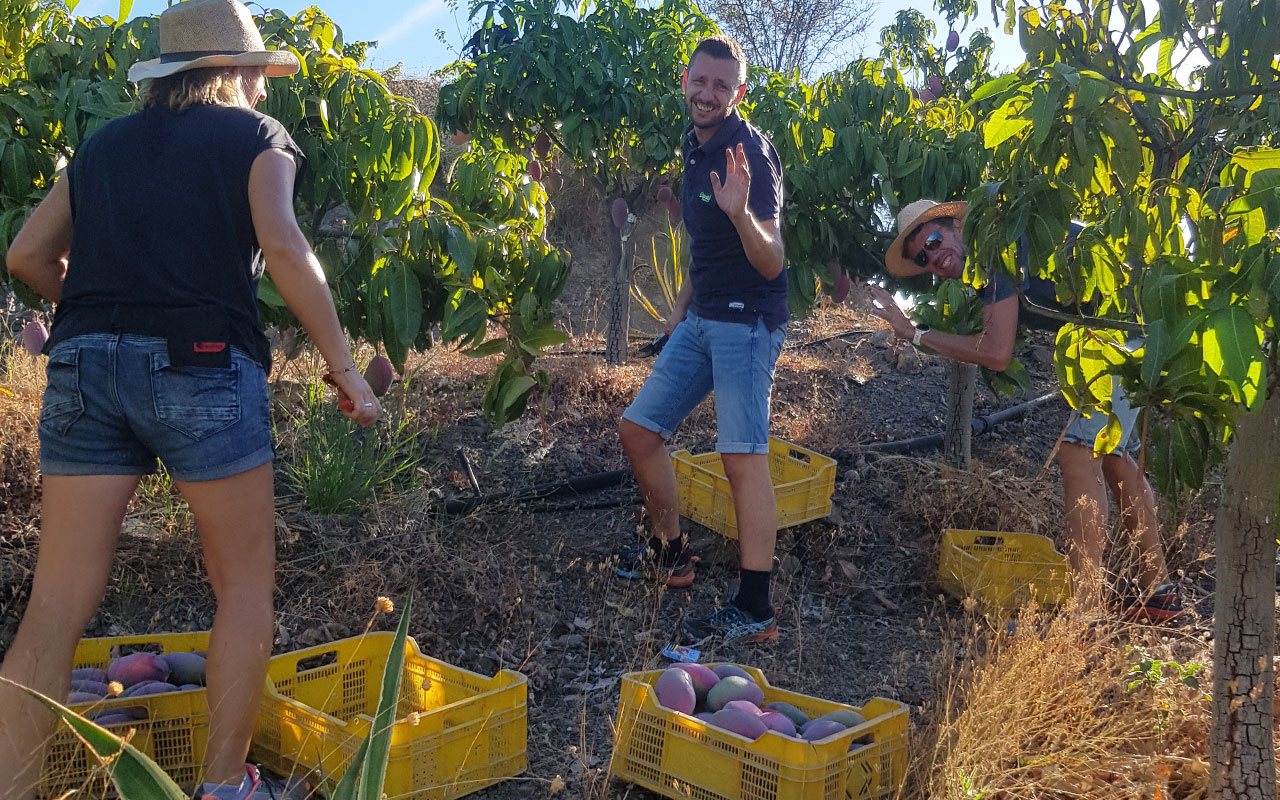 Eerste oogstdag in de moestuin