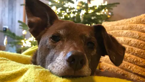 Hond Max met kerst