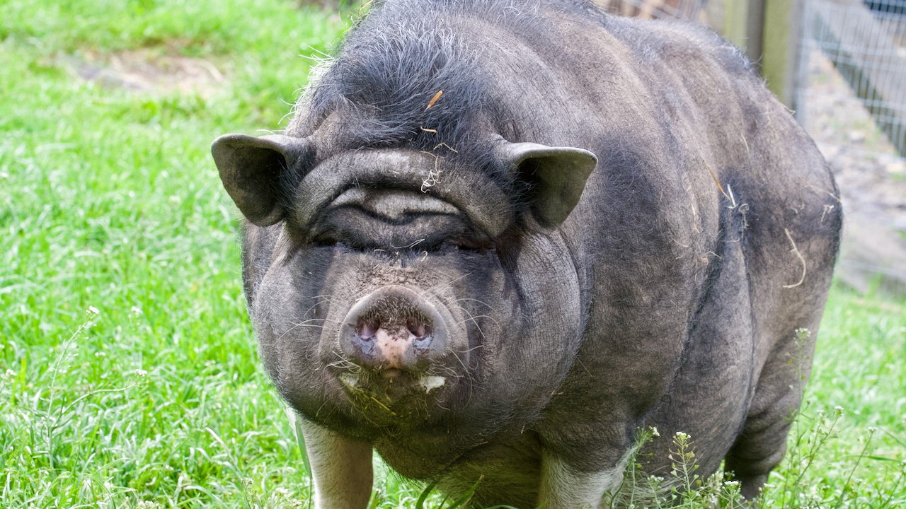Dieren bij Mark en Margo in Slowakije