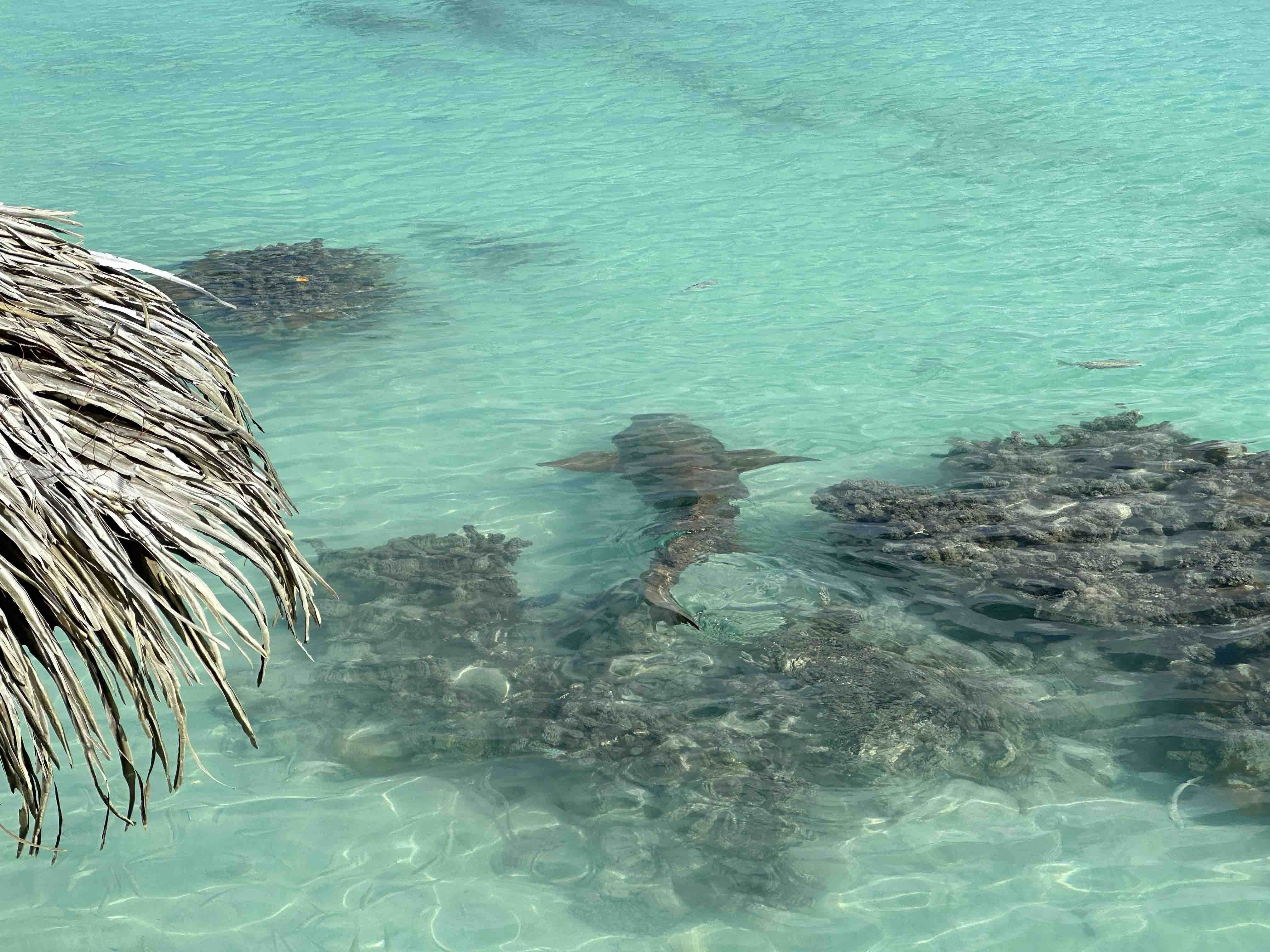 Een haai tijdens Krabbé zoekt